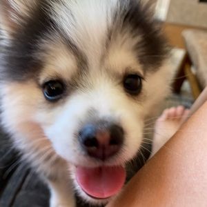 Meet your Posher, Brandon